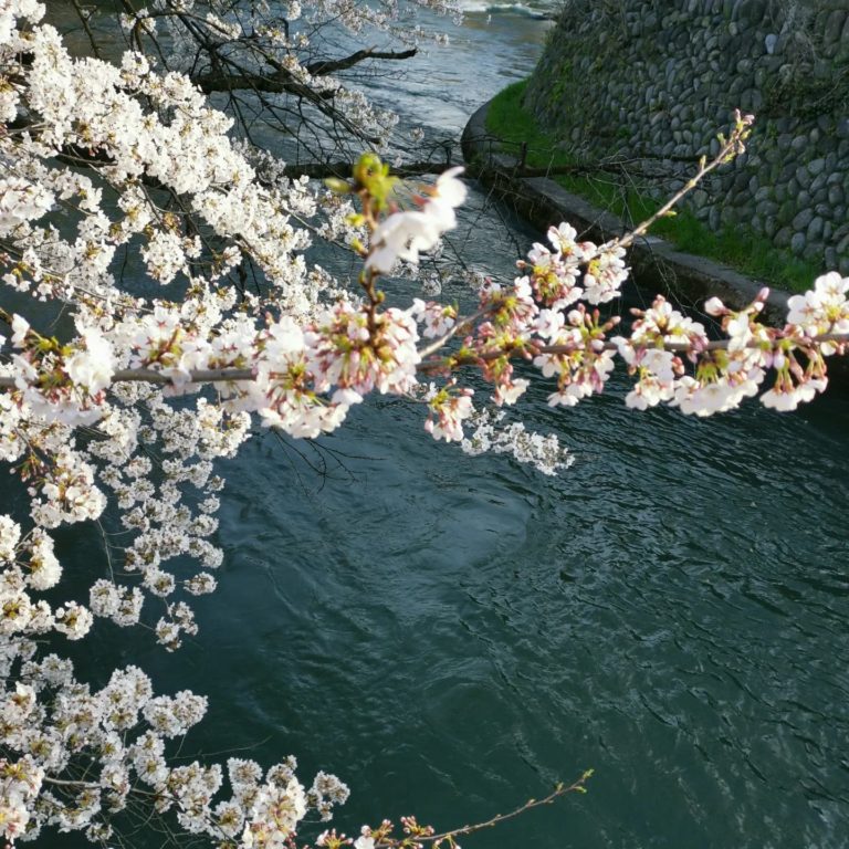 Read more about the article お花見