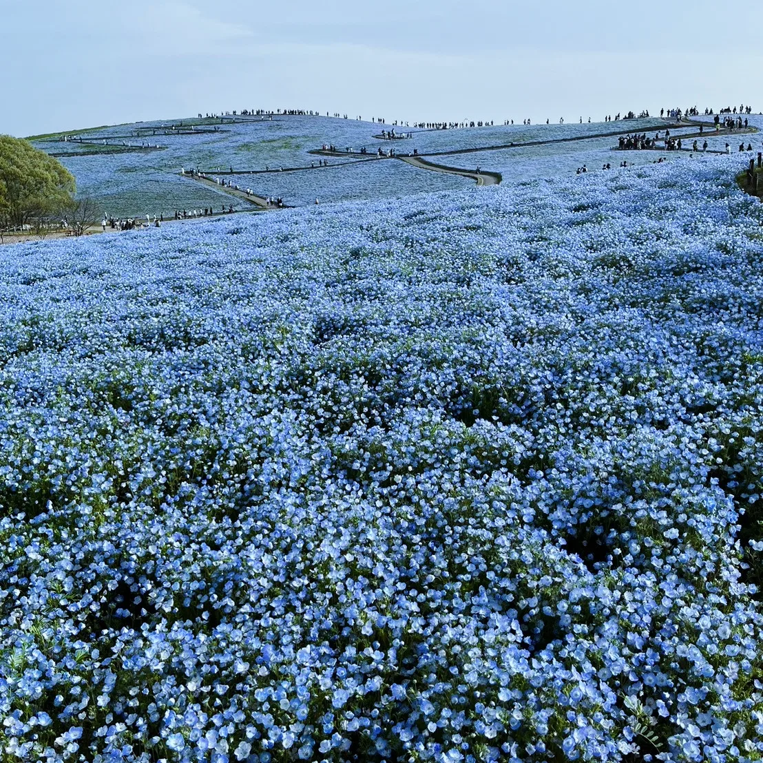 Read more about the article 青の世界