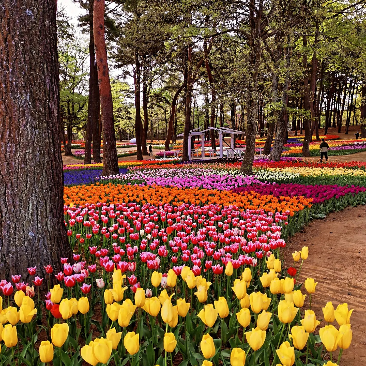 Read more about the article チューリップ🌷