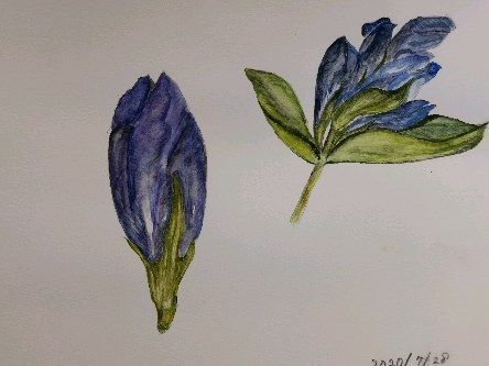 【誰でも描けるようになる✨】
💛ケイアートクラス　高崎

#花扇　#アート #絵画教室 #絵が好きな人と繋がりたい #描く #花  #趣味