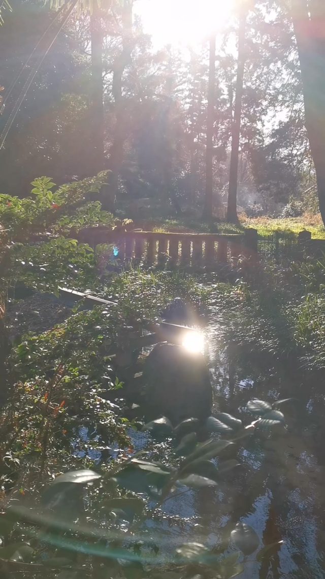 大好きな神社へ初詣✨清らかな湧き水と空気が、作品を創る私の感覚を開いてくれる

 #アート
 #作品
 #直感
 #keihoriguchi